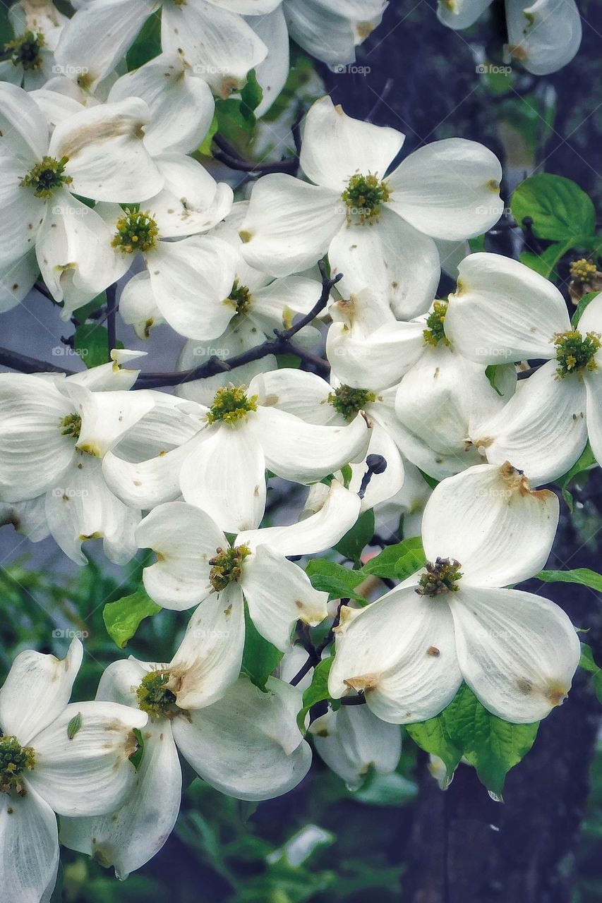 Dogwood & Rain