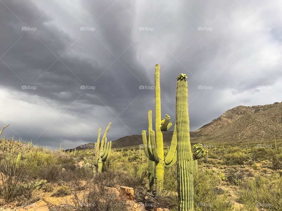 Nature - Desert Landscape 