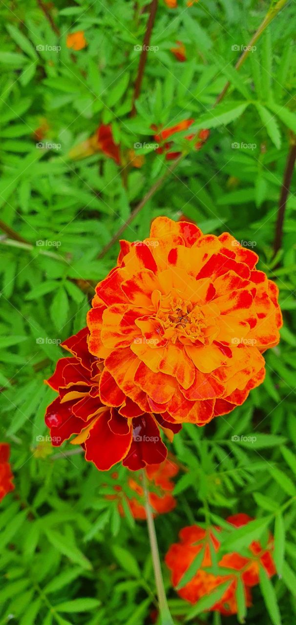 tagetes