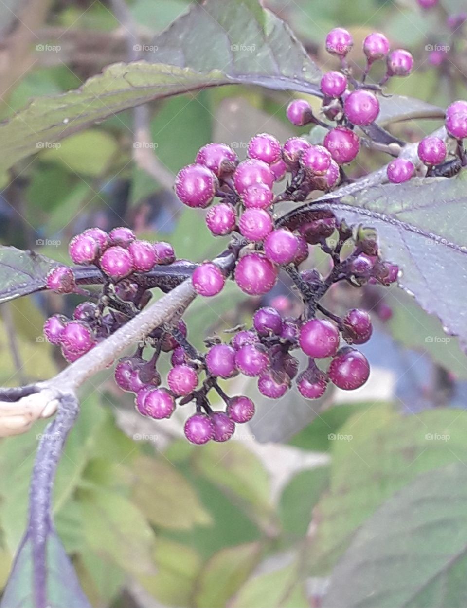 glossy purple beautyberries in sunshine