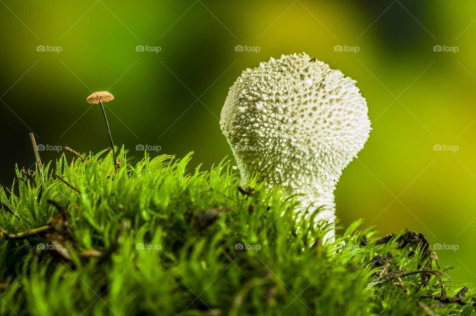 Mushrooms 🍄 🍄
