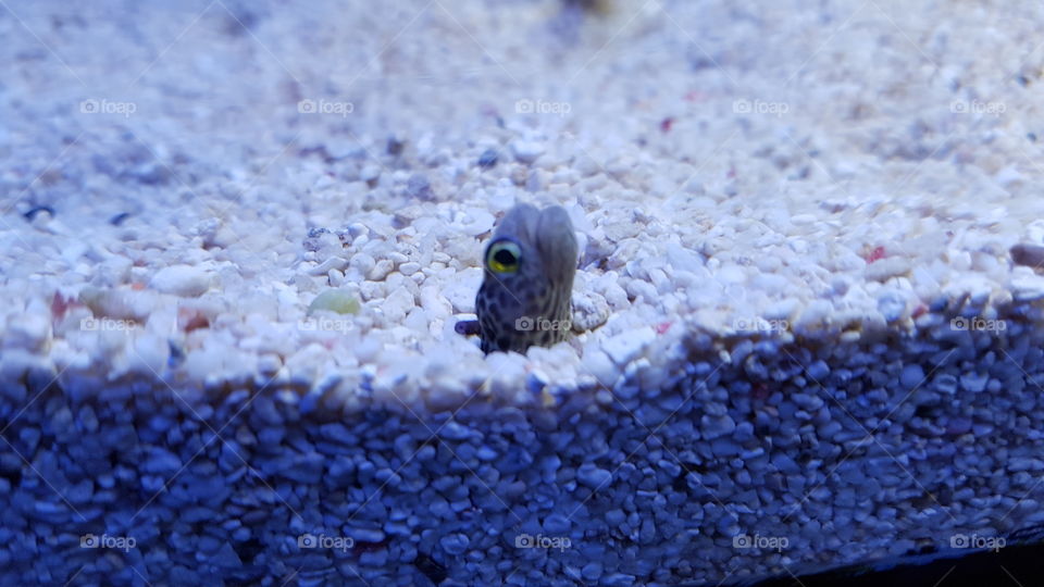 I love this photo because I feel I have a connection with this cheeky little guy just peeking his head out of the ocean floor.