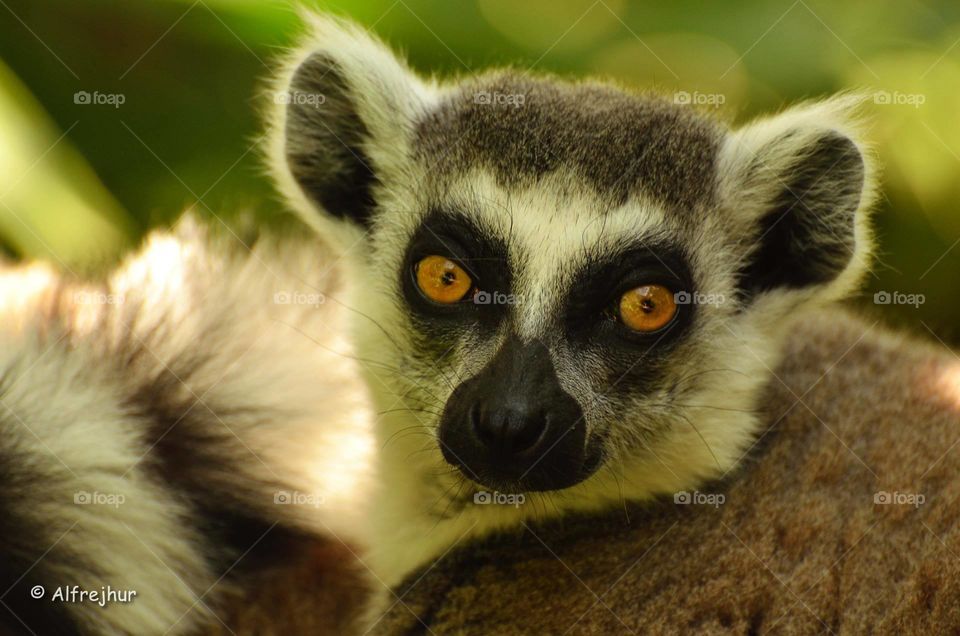 Lemur