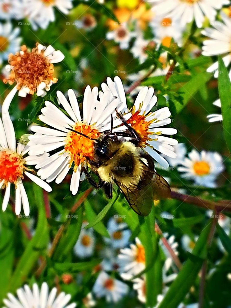 Bumblebee Eating Pollen