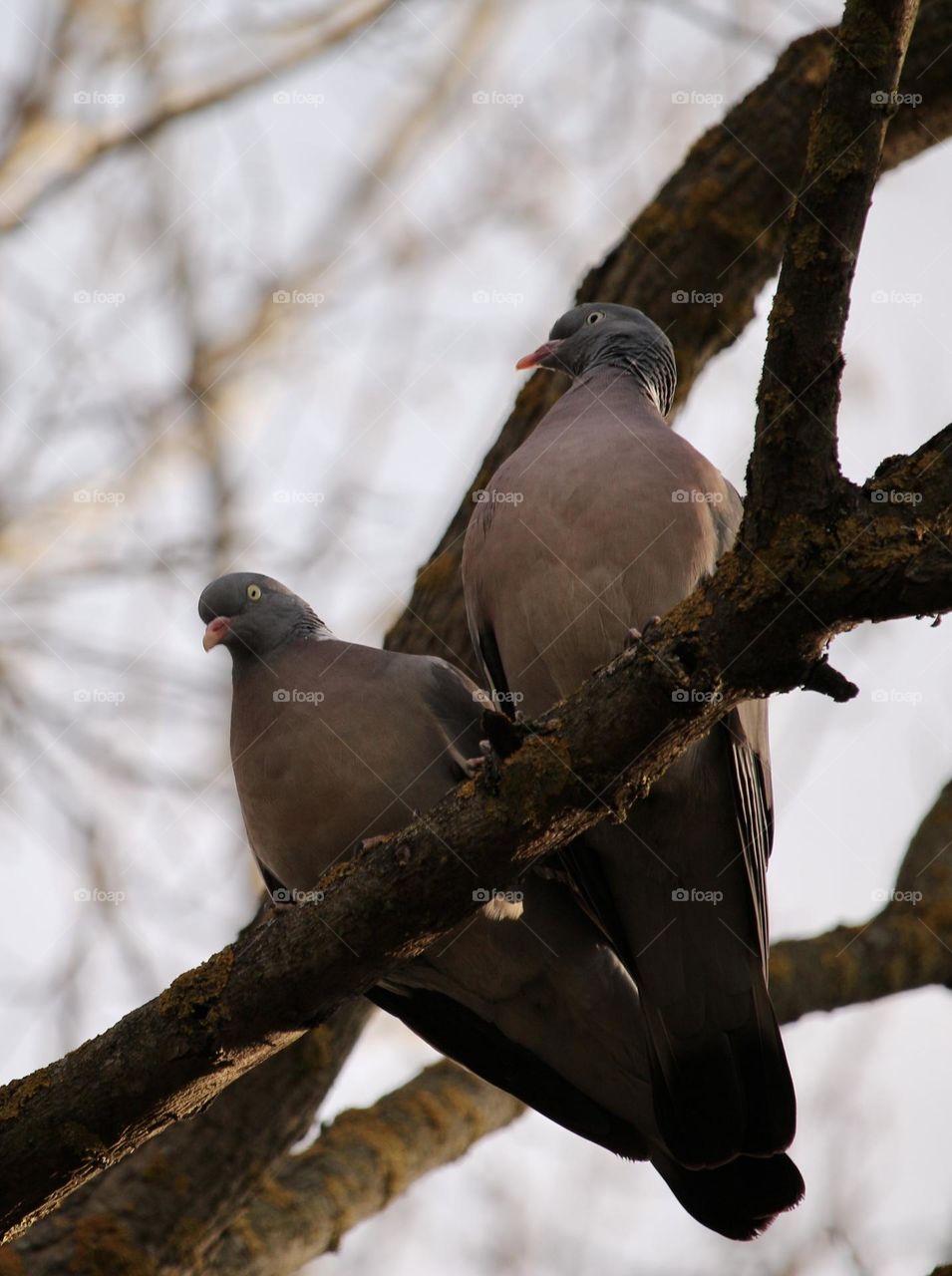 doves sit on a branch