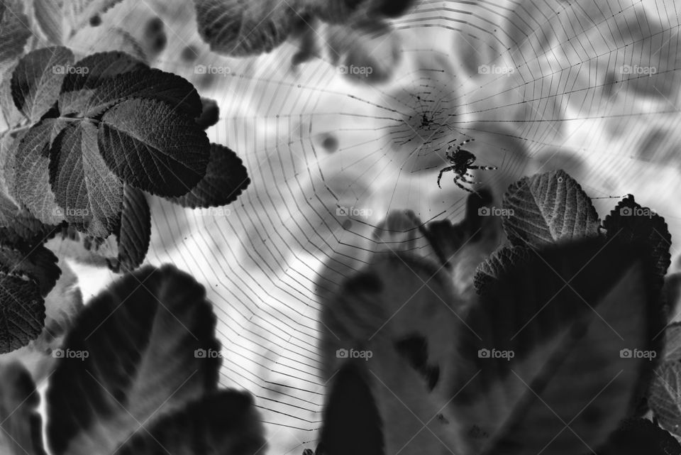 negative image of a spider's web