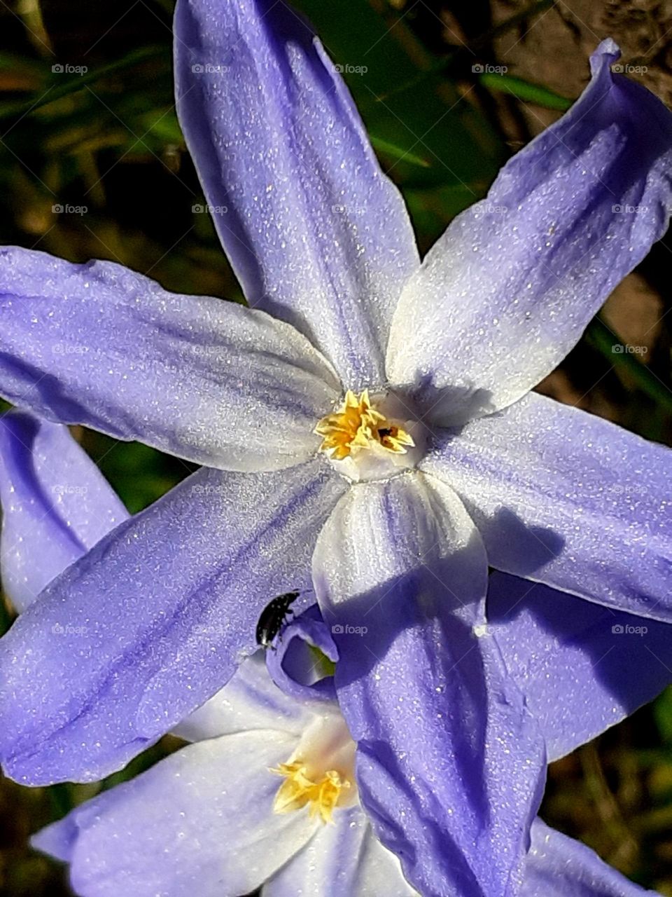 snow decoration - lavender color - pastel color of flowers