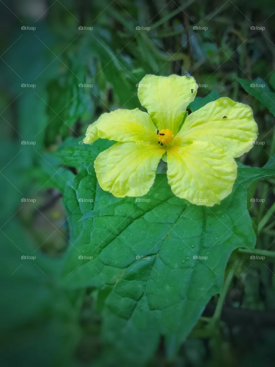 Flower