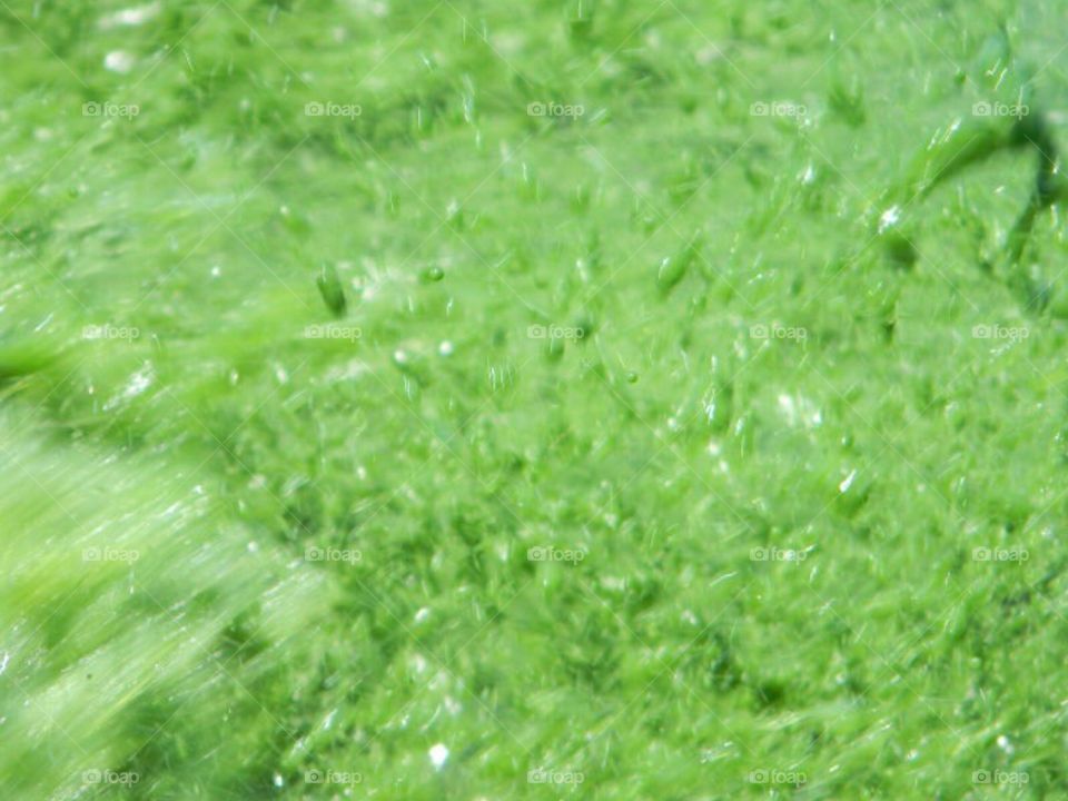 Blue green algae full bloom