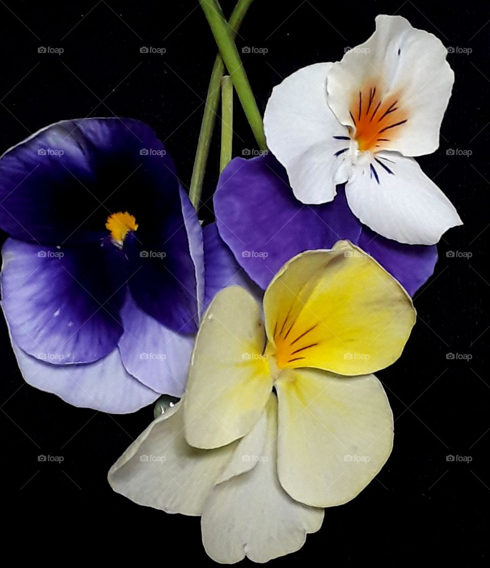 mixed viola on the black background with clipping path.