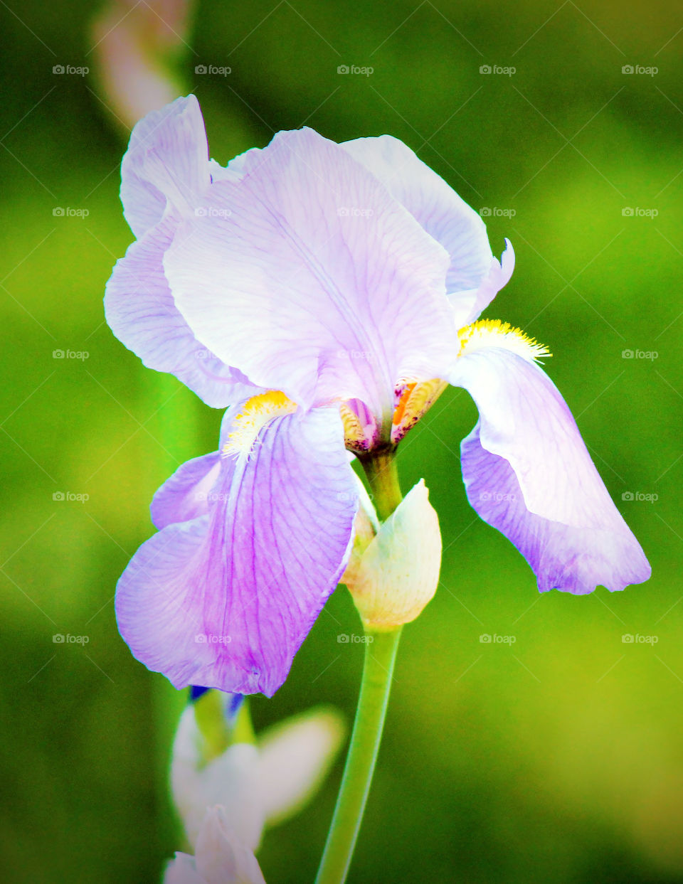 Single Iris. Single Purple Iris