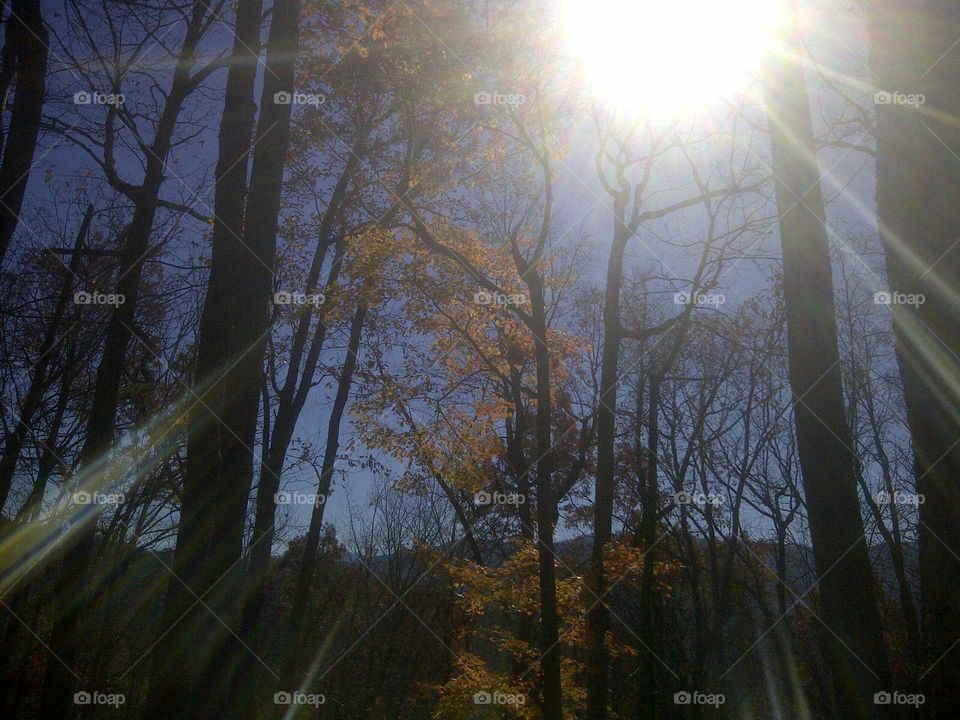 sunbeams through the woods