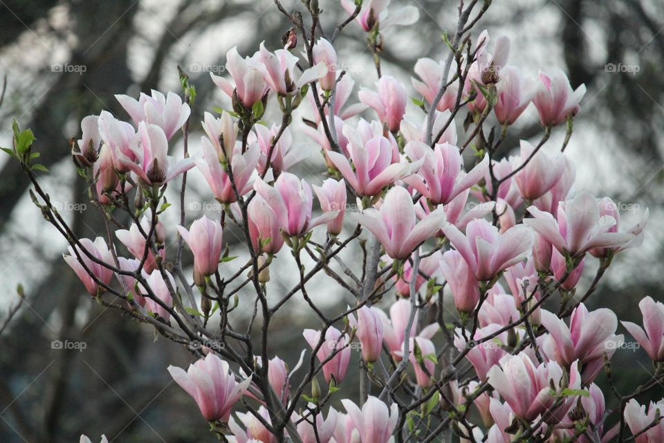 Magnolia flowers