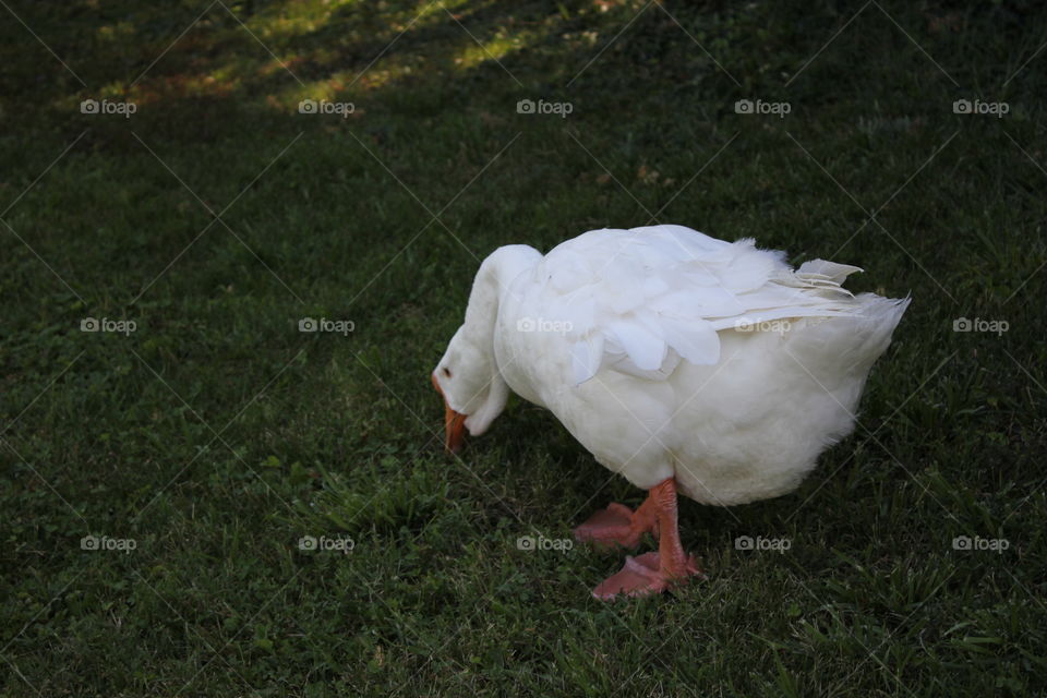 Duck