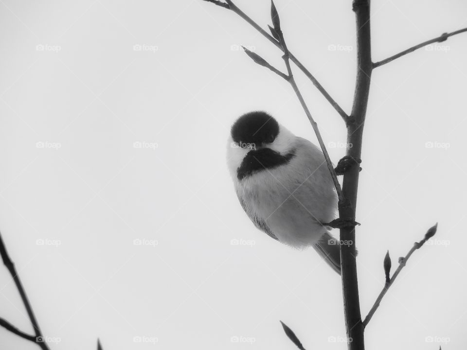 Chickadee Mont St Bruno Québec 