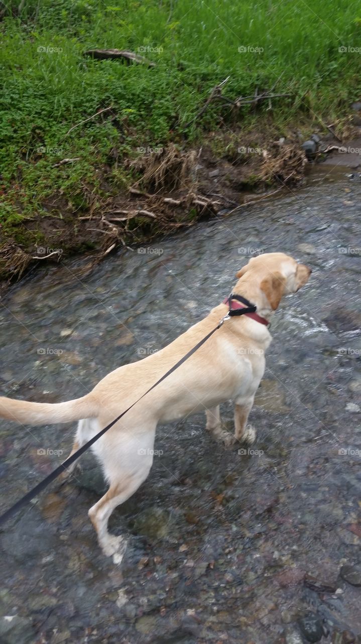 Labrador retriever in water