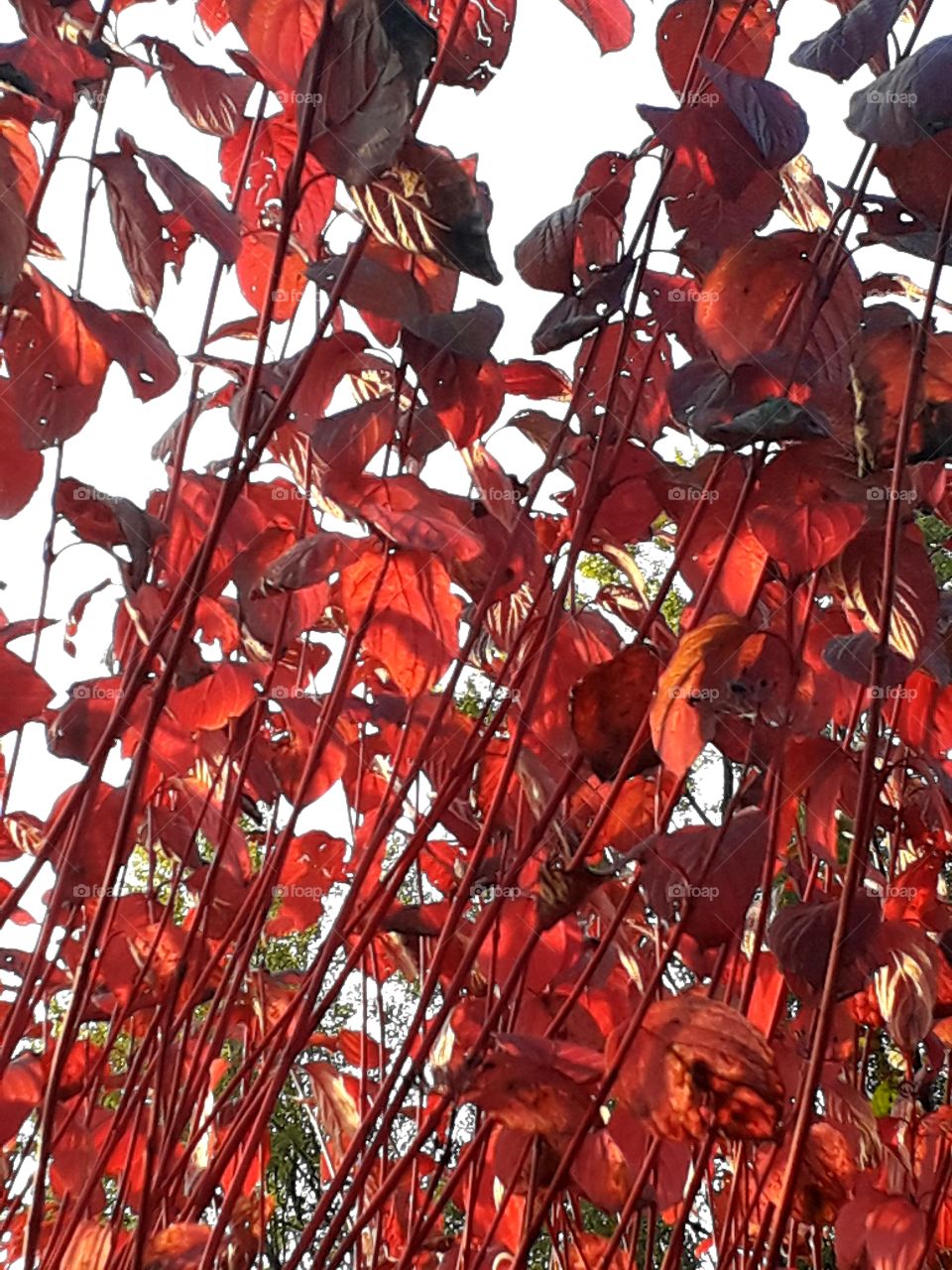 red leaves and twigs of dogwood illuminated by setting sun