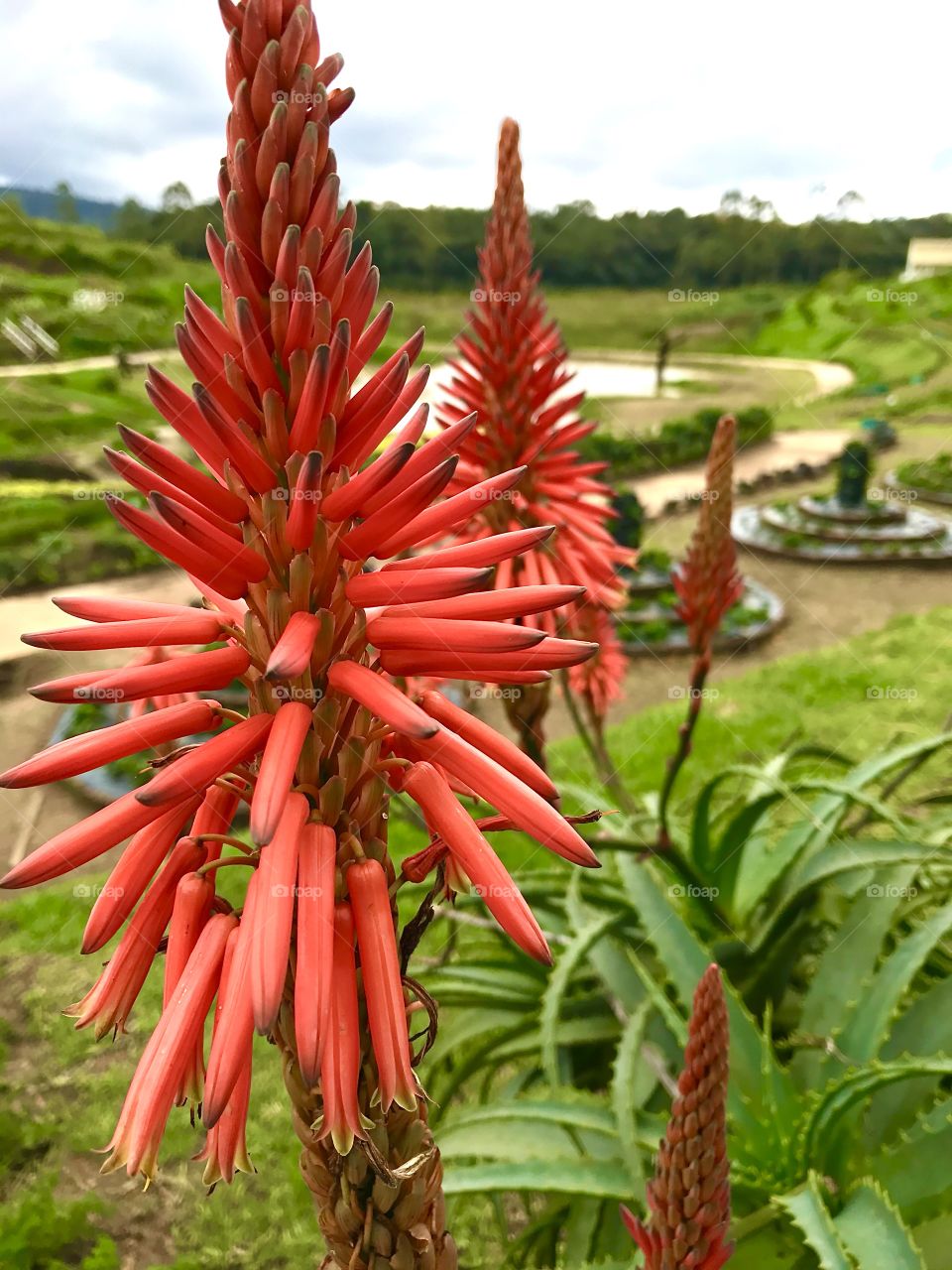 Wild Aloe vera flower in a herb garden...