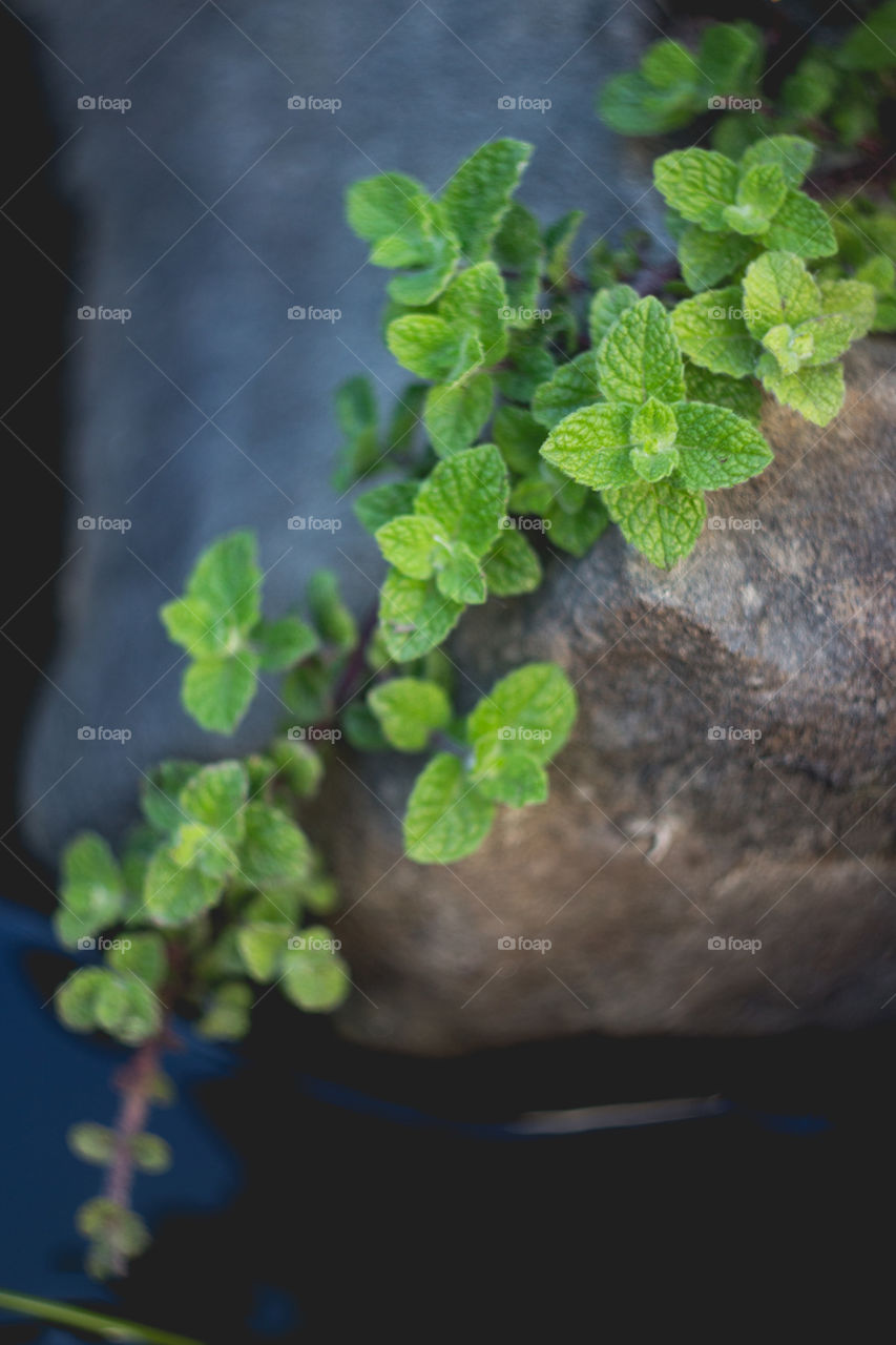 Mint Waters. Mint plant and water