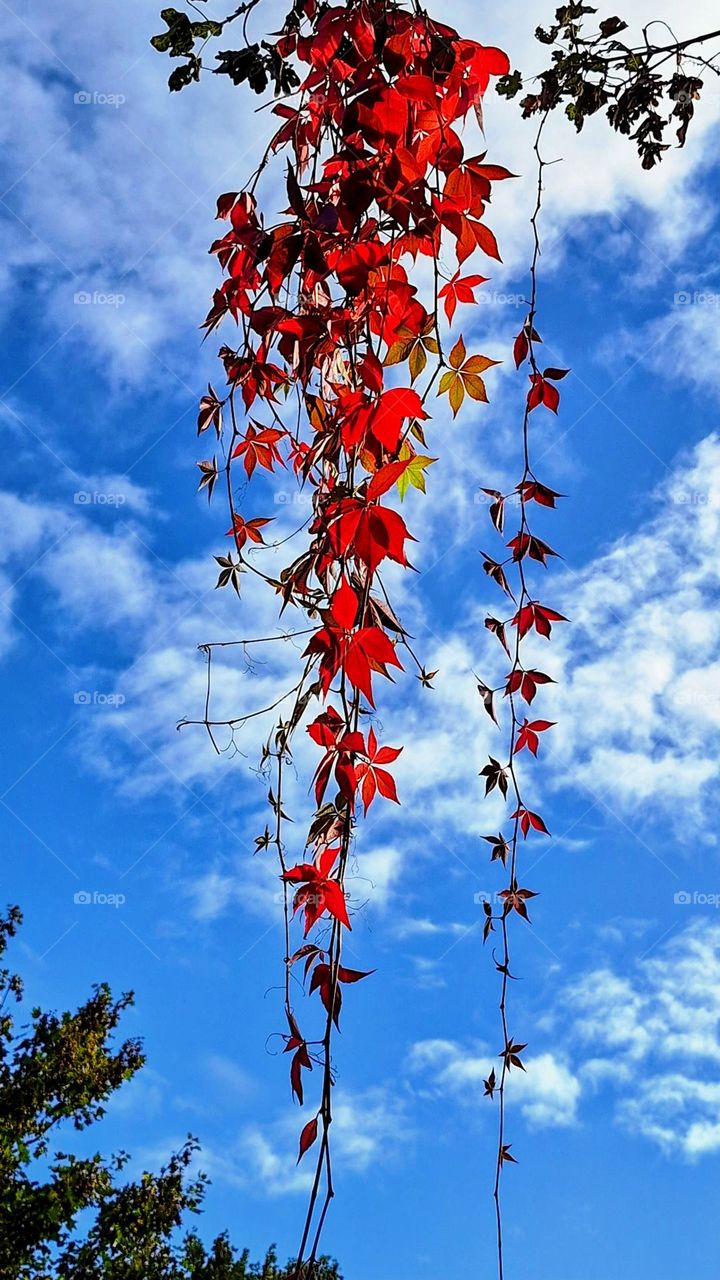 Bright red creeper hanging down against a backdrop of bright blue sky with contrasting cloud formations