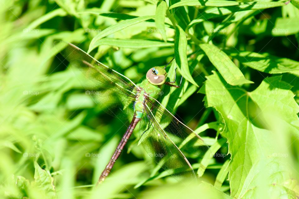 Dragonfly