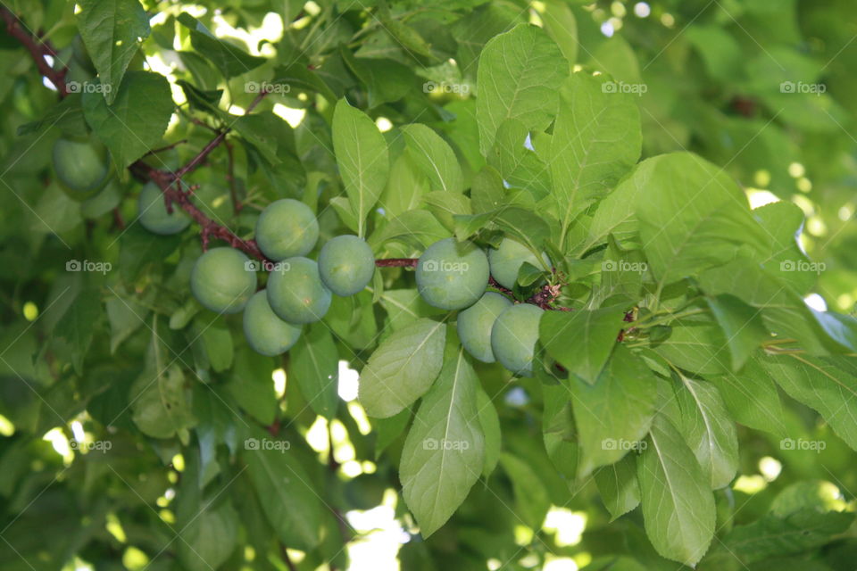 Branch of young plums growing on a plum fruit tree during the summer 
