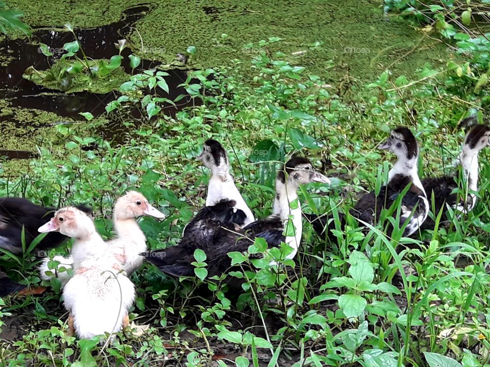 Black and white duckling walking line by line in the grass near the water
