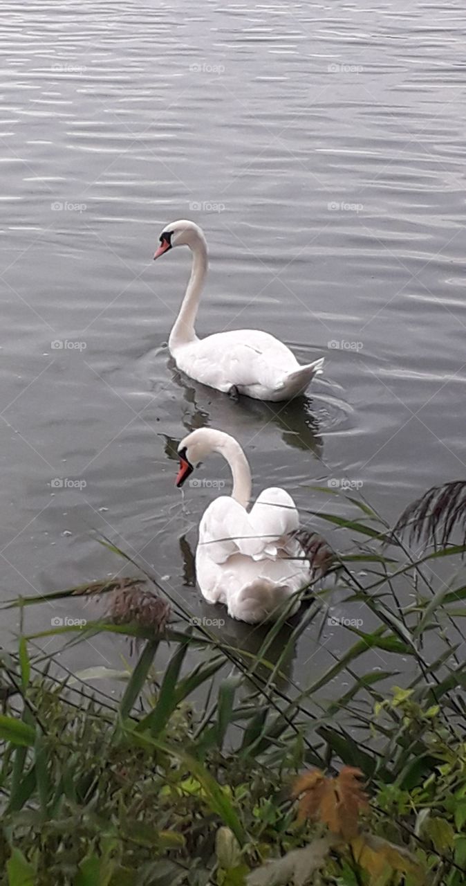 even numbers - two swans swiming in a lake