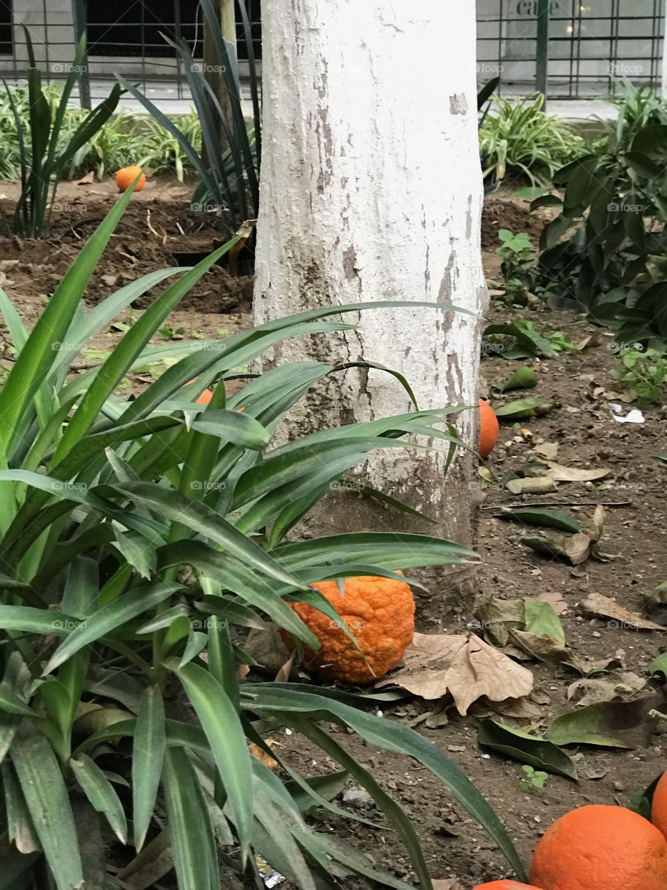 Rotting orange next to a tree