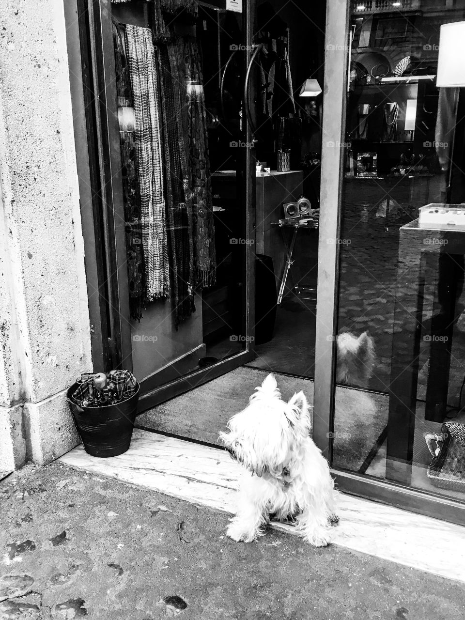 The white dog waiting  near boutique entrance. Somewhere in Rome. 