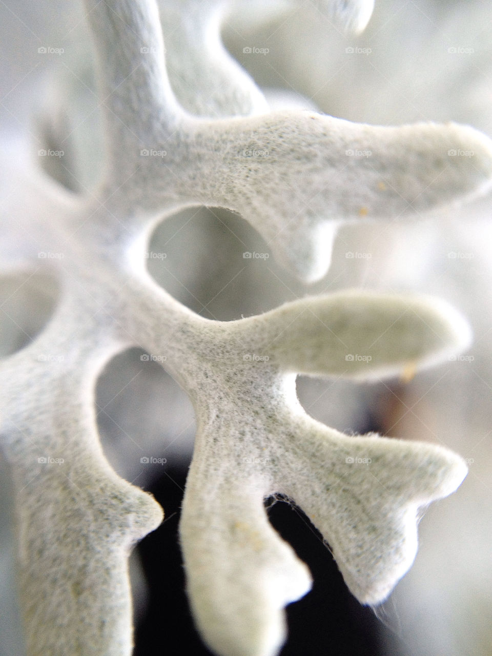 sweden garden plant trädgård by elluca