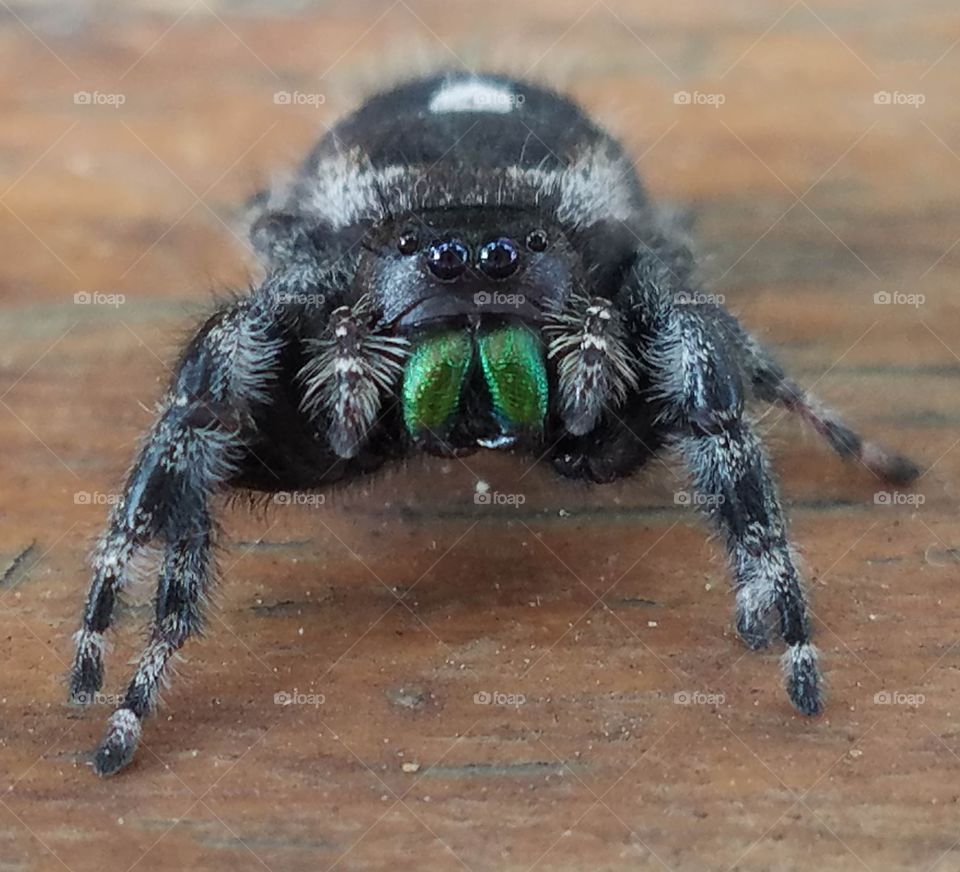 spider, close-up