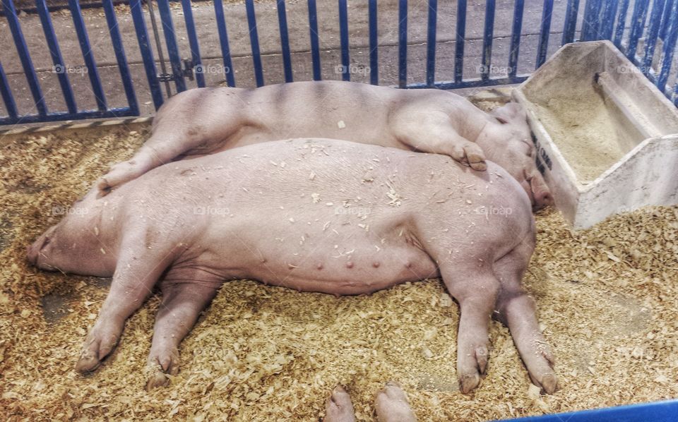 Farm Animals. Hogs at the Fair