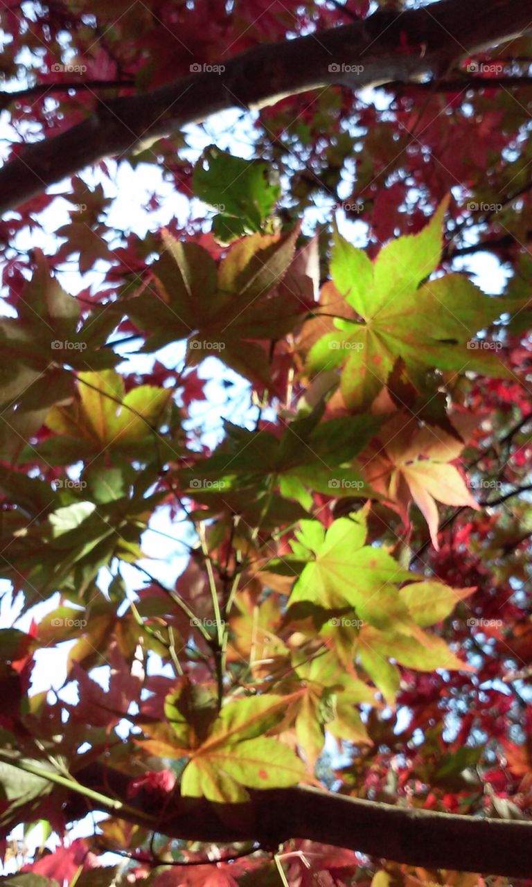 Leaf, Tree, Maple, No Person, Fall