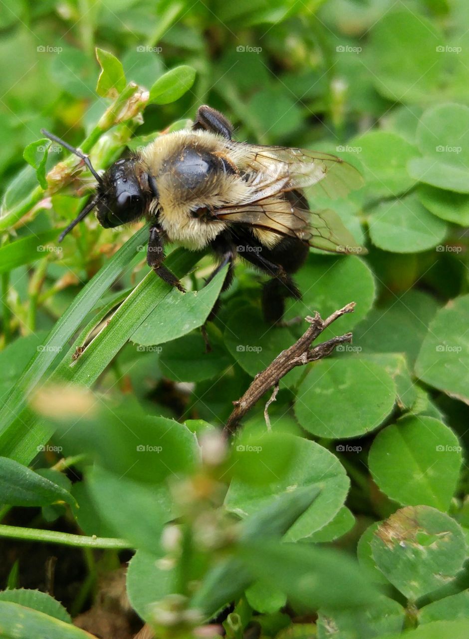 Bee in the grass