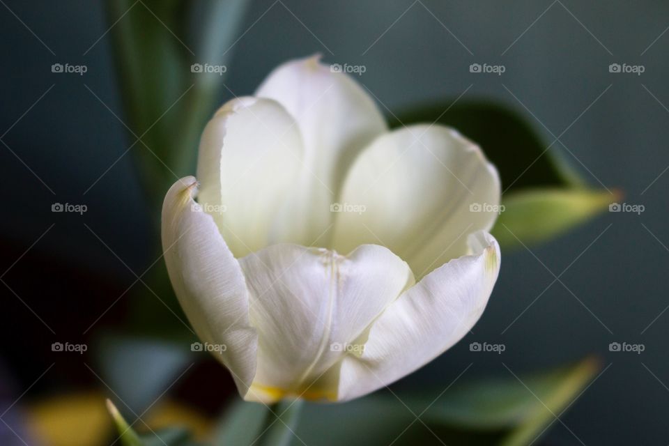 White tulip