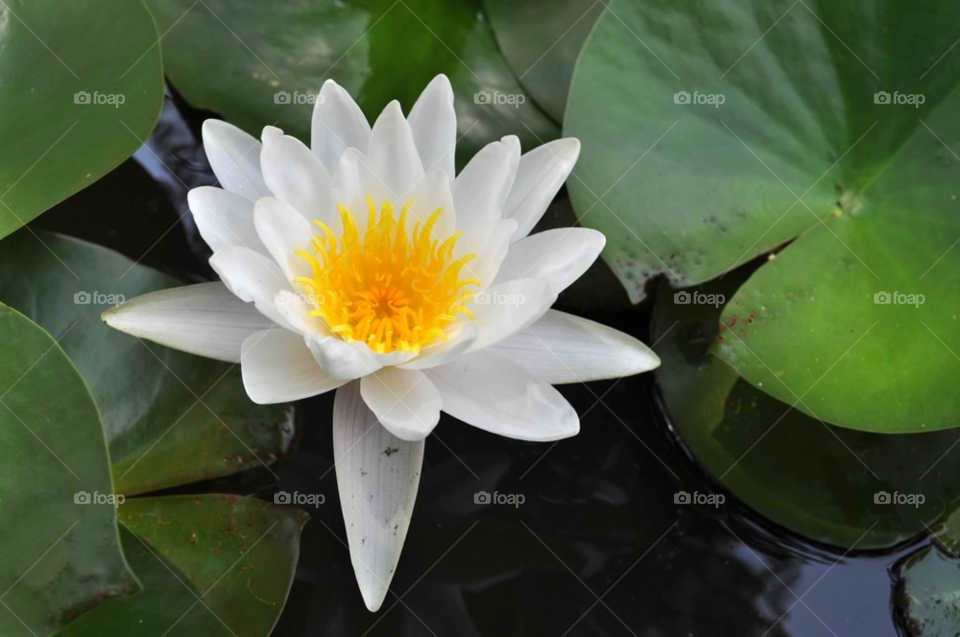 nature plant louisiana white flower by micheled312