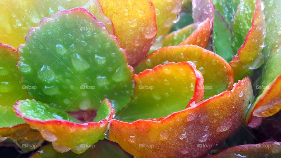 Green and yellowish succulent leaves with red edges and shining raindrops