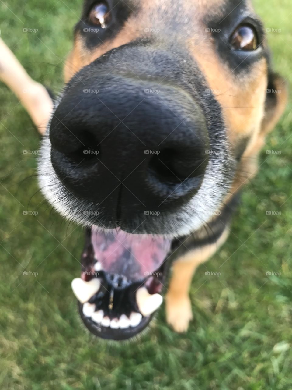 Close-up dog nose muzzle