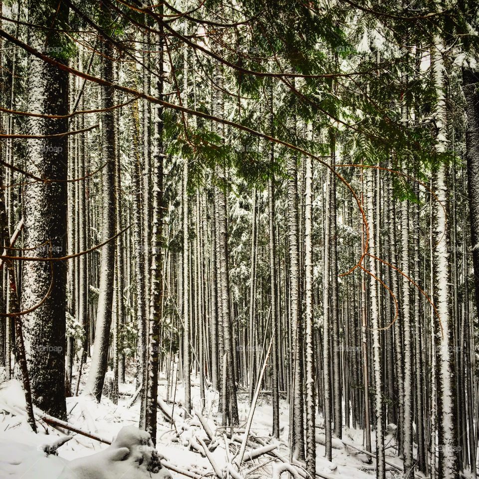 Snow-covered trees, Snoqualmie National Forest, Washington