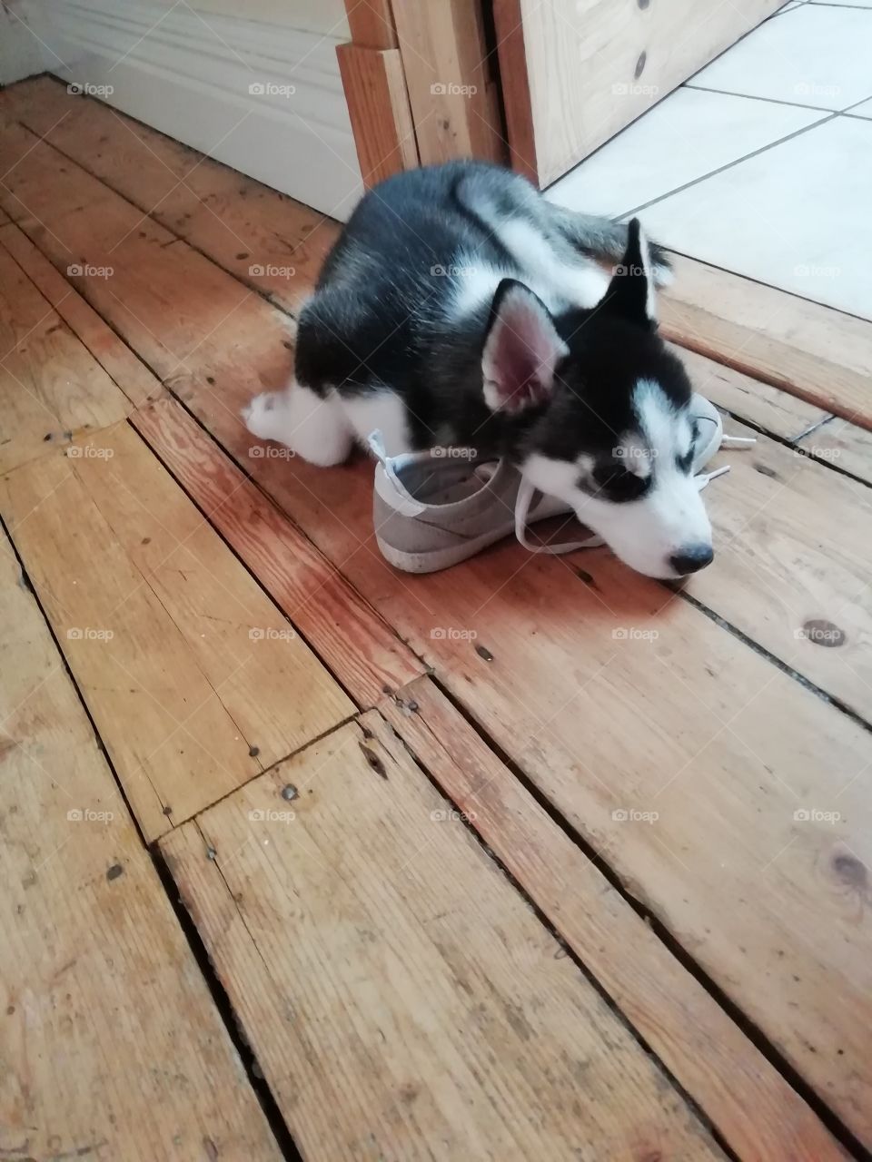 Husky puppy sleeping with a hooman's shoe at nap time.
