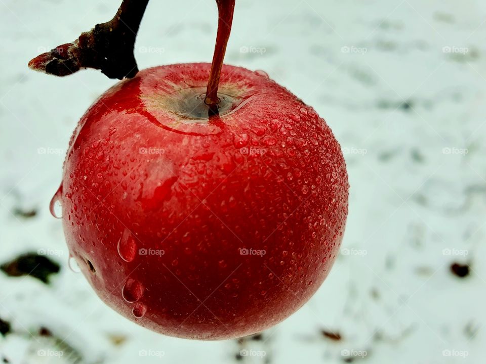 Winter apple