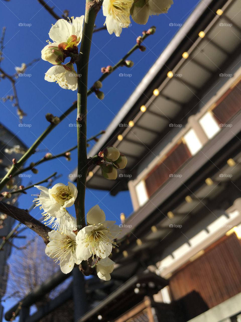Plum blossom at Yushima-tenmangu Shrine