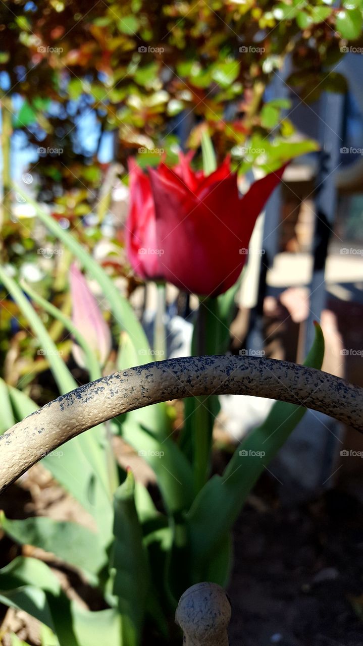 Tulip