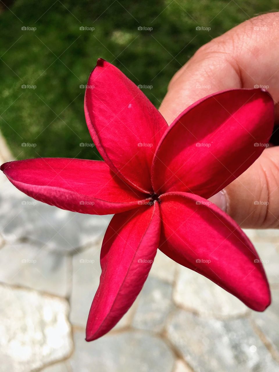 Red flower