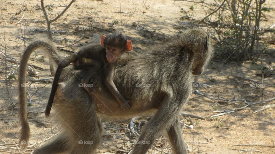 Monkey baby with mama monkey
