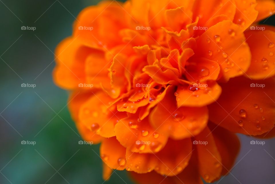 Vivid Orange Flower 