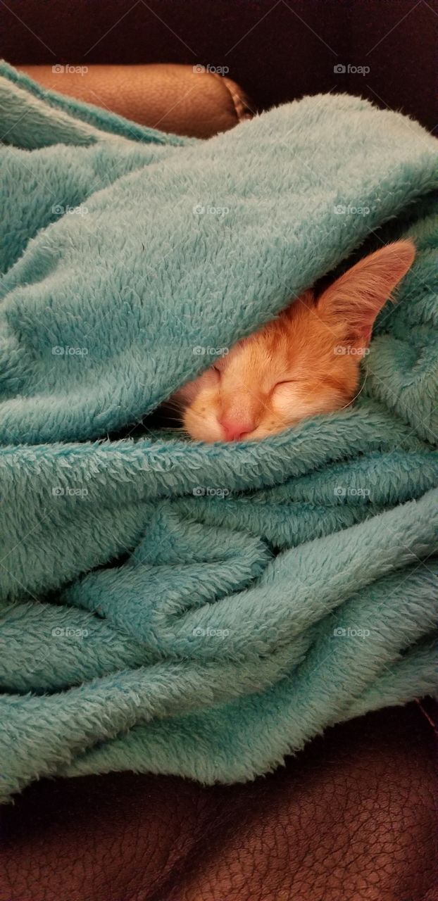 kitten asleep in blanket