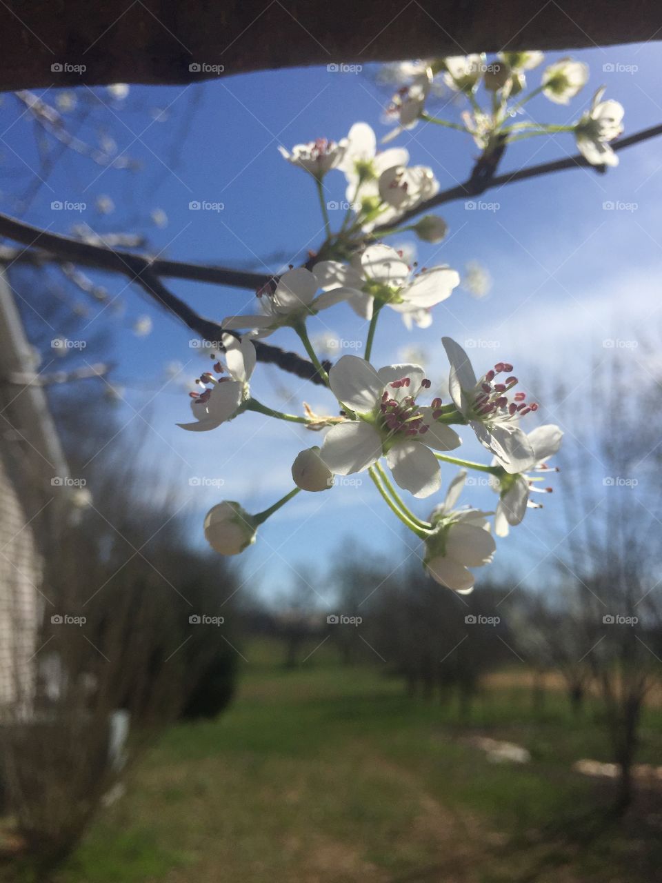 Flower, Tree, Nature, Branch, Cherry