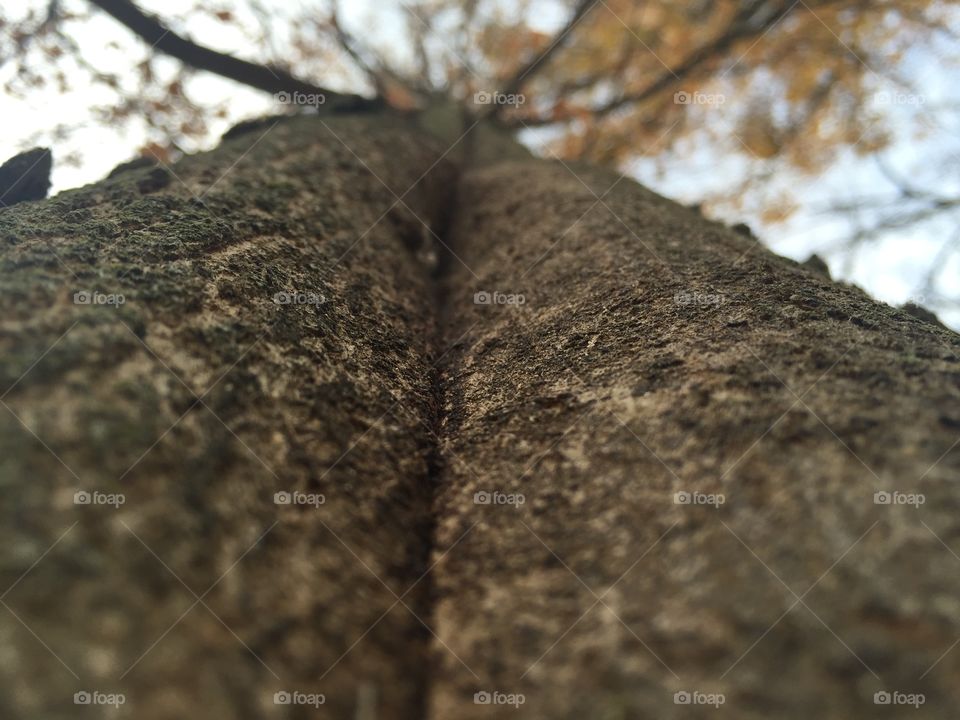 Looking up a tree